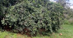 Prime 5 Acre Land in Karen for Sale