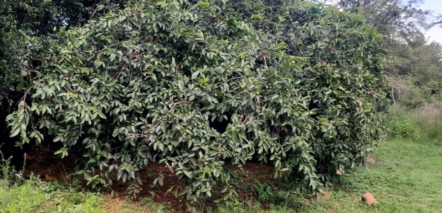 Prime 5 Acre Land in Karen for Sale